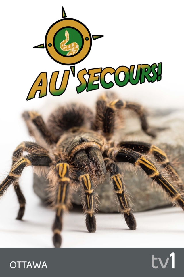 Au Secours ! - Poster